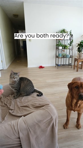 Ruby the Labrador | Pearl plays fetch better than Ruby | Instagram