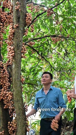 Robert and Mai pick woody grapes. short video. Green forest life #greenforestlife