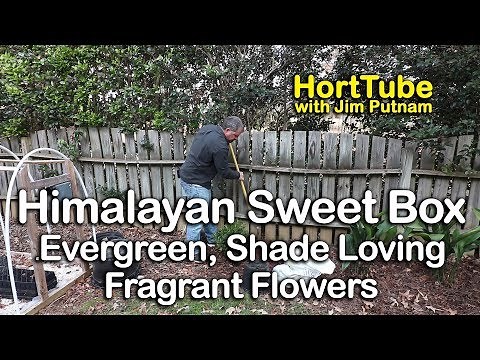 Fragrant, Evergreen, Low Growing, Shade Plant - Himalayan Sweet Box