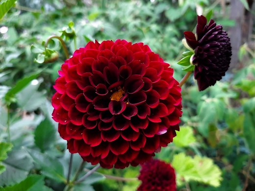 Cómo sembrar semillas de Dalia Pompon / Dahlia Pompon / Dalias / Pantirway Las dalias son originarias de los altos valles de naturaleza arcillo-silícea de México. El nombre de "dahlia" que le fue dado recuerda al botánico Andreas Dahl, alumno de Linneo. Esta planta fue introducida en Europa por los españoles con la esperanza de utilizar sus raíces carnosas con fines alimentarios, como lo hacían los aztecas, la planta apenas se aproximó a aquella ilusión culinaria. En Bélgica se obtuvieron las pr