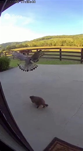 Hawk’s Ambush Foiled by a Very Chill Groundhog A hawk dives from the sky, wings outstretched, targeting a raccoon strolling across the patio. The raccoon doesn’t flinch—no turn, no panic—just keeps walking like nothing’s happening. The hawk lands awkwardly on the concrete, nearly slipping on impact. It scrambles up, dazed, while the raccoon pauses… then completely ignores it. The bird stares, clearly unsure what to do next, and slowly backs away. No attack, no chase—just pure, awkward wildlife c