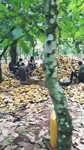 Most Ghanaian Farmers are into their 3rd harvest of the season... | Ghana Cocoa Farmers TV