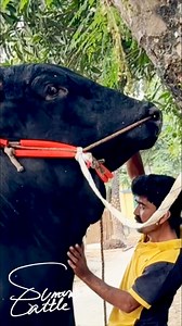 One of the Biggest and Heaviest, an Impressive Black Bull Stands Proudly Beside Its Owner. His Presence Demands Attention! 🔥🐃🔥#BlackBull #MassiveBull #UniqueBeauty #BullLover #FarmLife #TowerLikeBull #DeshiBull #BullOfBangladesh #CattleKing #BullWithPride #sumonscattle | SUMON’S CATTLE