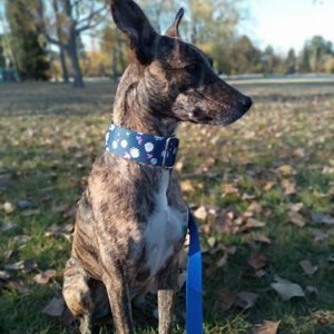 TUTORIAL DEL USO DEL MARTINGALE #galgos #guardianesdegalgos | Guardianes de Galgos