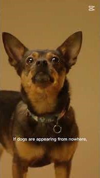 Dream of Dogs Attacking You | Deep Spiritual Dream Interpretation"