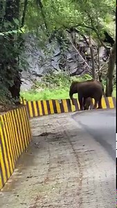 19K views · 509 reactions | Family first! Vc-WA | Corbett Expert | Facebook