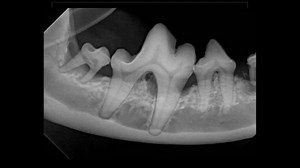 Know When to Do Extractions in Veterinary Dentistry for Periodontal Disease in Dogs Read the whole blog Here- https://veterinarydentistry.net/know-when-to-do-extractions-in-veterinary-dentistry-for-periodontal-disease-in-dogs/ #brettbeckman | Veterinary Dentistry Live