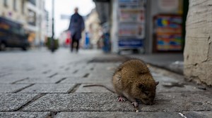 Y aura-t-il plus de rats dans les villes à cause du changement climatique ? - RTBF Actus