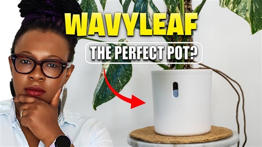 Is the Wavy Leaf Pot the Ultimate Semi-Hydro Planter? A Game-Changer for LECA Lovers
