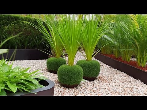 How to Care for Papyrus Plant: Growing Tips and Warnings