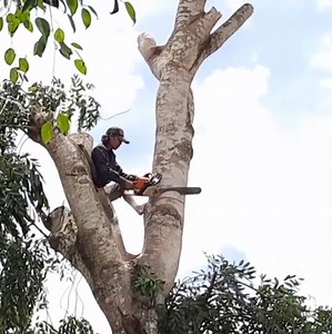 25K views · 355 reactions | A brave man with professional skill cutting a tall tree stand near home | Making Video | Facebook
