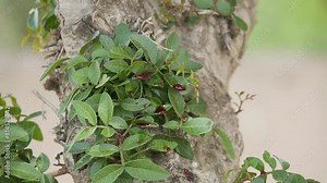 Red blood dripping on leaves on a wooden tree, slow motion close up. Stock Video