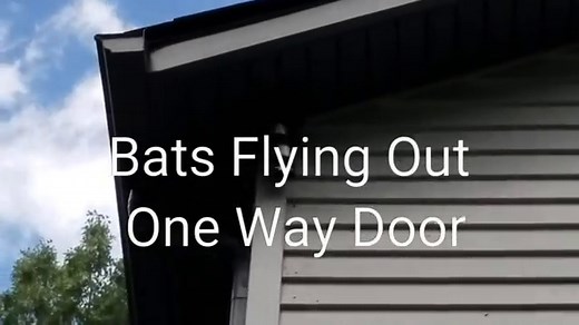 One Way Bat Door