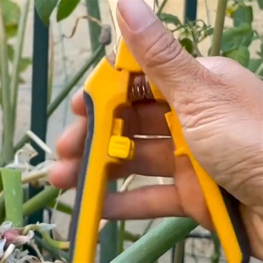 Don't let tangled tools and rusty snips ruin your planting season! Get the right tools now and watch your garden flourish! ✨ Tip: ✂️ Sharpen your pruning shears for cleaner cuts and healthier plants!  Follow us for more expert gardening tips and tricks!  #gardening #springgardening #gardentools | Centurion Brands | Facebook