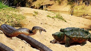 4.5K views · 57 reactions | The challenge between Turtles and Snakes, Turtle fighting Snake - Snakes are losers | Amazing World Of Animals | Facebook
