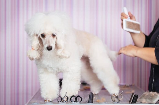 Do Poodles Have Hair Or Fur? Key Differences Explained