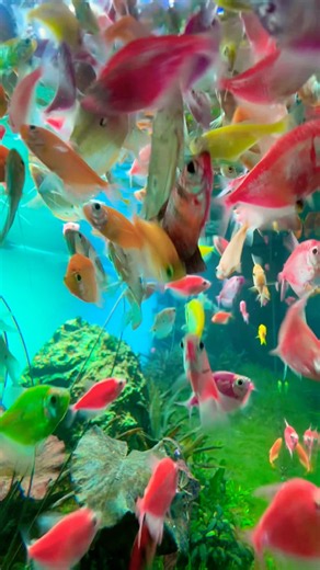 CẢ NHÀ THƯƠNG NHAU 🥰 Đàn Cá Cánh Buồm Dạ Quang Ngũ Sắc Nhạc Thiếu Nhi Vui Nhộn # #fish #shorts