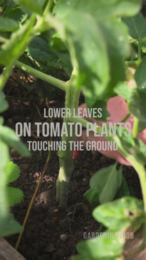 Removing the Lower Leaves on My Tomato Plants