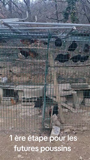 Élevage de poules : conseils pratiques et sélections