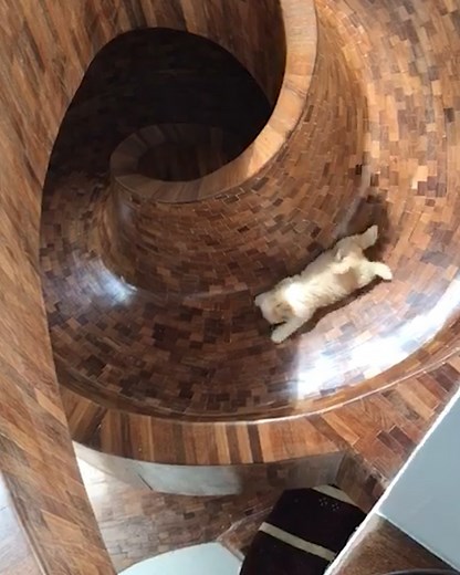 He's having way too much fun to stop 🐶🛝 | Furry Tails