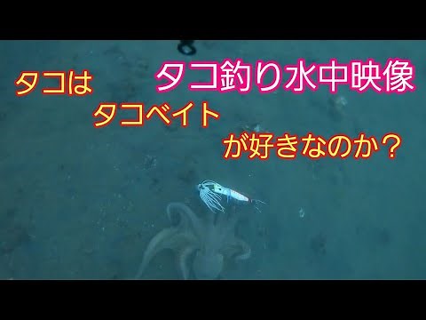 Octopus fishing underwater video. Octopus predation scene