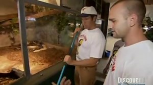 Dirty Jobs - Snake Wrangler