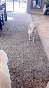 Live with Polly Pocket #pigs #animals #petsofig #minipigs #behindthescenes | The Tinsley Herd
