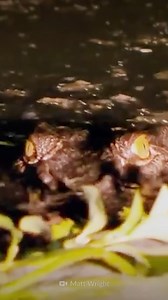 The Deadliest Crocodile Attack Ever Recorded! | How to Survive Show