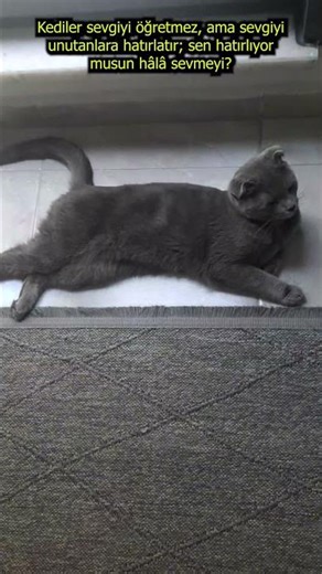 Sevgiyi Unutanlara Kedi Hatırlatması 🐈