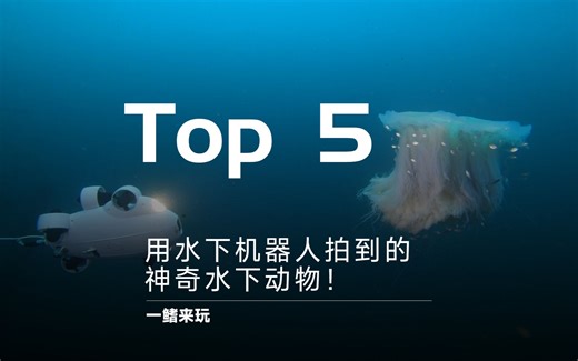 用水下机器人拍到的水下生物！鳍源FIFISHI V-EVO
