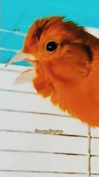 Best Canary Training | Canary Singing #galerikenariindonesia #birdsinging #canary #kenari3in1 #short