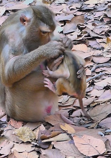 63K views · 811 reactions | Oh No! Most pity baby monkey, Mom tries reject milk her baby monkey by angry #babymonkey #monkey #cutebaby #cute #reelsvideoシ | Lovely Monkey Videos | Facebook