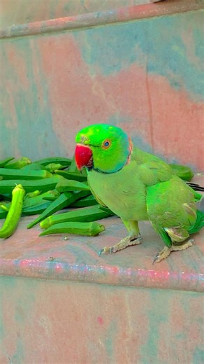 Talking Parrot 🦜 #funny #cute #subscribe #support #birds #parrot