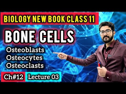 Types of Bone Cells Class 11 | Osteocytes, Osteoblasts & Osteoclasts | Biology New Book