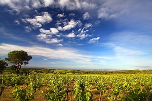 The Best-Kept Wine Secret in France
