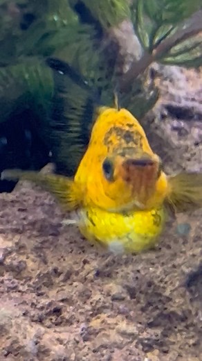 2.1M views · 44K reactions | Pez Molly nuestro “raso dorado” ¡Preñada! ¿Lo logrará?  | BettaVersol | Facebook