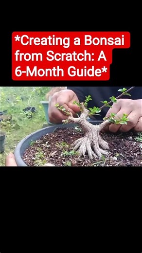 Creating a Bonsai from Scratch: A 6-Month Guide #bonsaiuk #bonsaicanada #airlayering