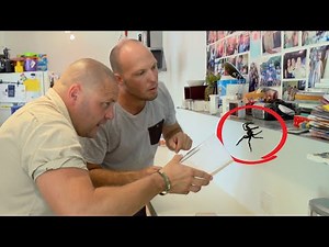 How Common Are GIANT SPIDERS in Australian Homes? 🕷️