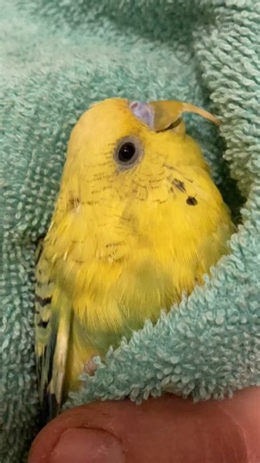 An overgrown beak can be caused by several different conditions, including fatty liver disease, lack of proper hard chewing items, deformity, and also scaly face mites, which we look at today! #parrotsoftiktok #beaktrim #petbirds | Ada Randall