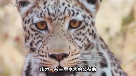 #上热门 #animals #动物世界 @TikTok