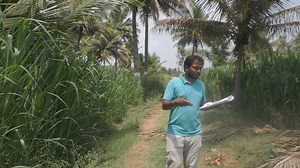 6.5K views · 203 reactions | Napier Grass Cultivation In India /How to grow Napier Grass #Napiergrass#grass#napier How to Grow Napier grass more information Please contact =9731600073 | My Nature India Foundation | Facebook