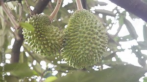 Musang king durian tree in farm.