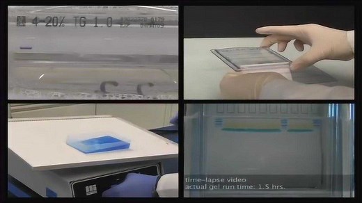 用SDS-PAGE技术分离蛋白