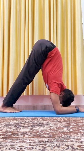 8K views · 164 reactions | Dolphin Pose (Ardha Pincha Mayurasana This pose is a good way to prepare for more advanced arm balances. To do Dolphin Pose, start on your forearms with your elbows shoulder-width apart. Keep your legs together and lift your hips up and back so that your body forms an inverted V shape. Engage your core and keep your gaze down between your forearms.#yoga | Jeevan YOGA Studio | Facebook