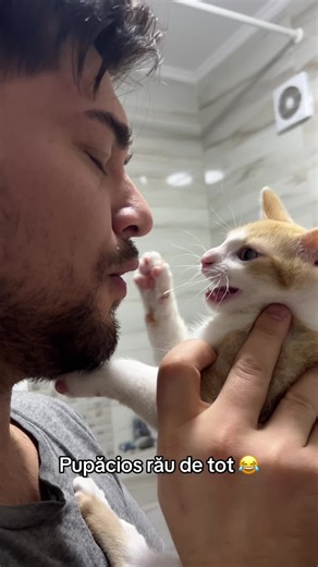 #cats #funnycat #fy TikTok