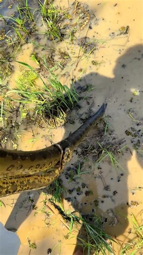 22K views · 899 reactions | Searching for a 20 foot anaconda! #wildlife #snake #colombia #animals #adventure | Fishingarratt | Facebook