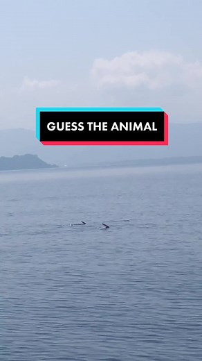 The Most Aggressive Fish in the World: A $30,000 Per Pound Catch!