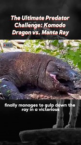 3.8K views · 19 reactions | The Ultimate Predator Challenge Komodo Dragon vs | WAY BACK HOME Reels | Facebook