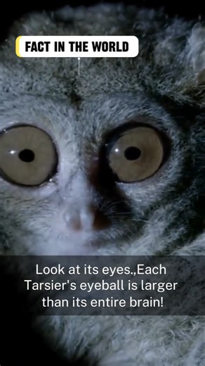 Miniature Night Hunters: Why Are Their Eyes Bigger Than Their Brains? #Tarsier #primateendemic