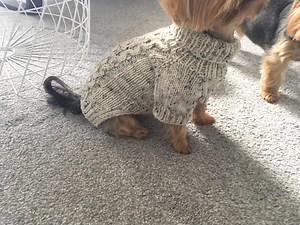 Cable Knit Dog Sweater Pattern PDF, Top Down Dog Jumper Knitting Pattern, Small Medium Large Sizes, Pet Winter Clothes, Tweed Style Pattern - Etsy